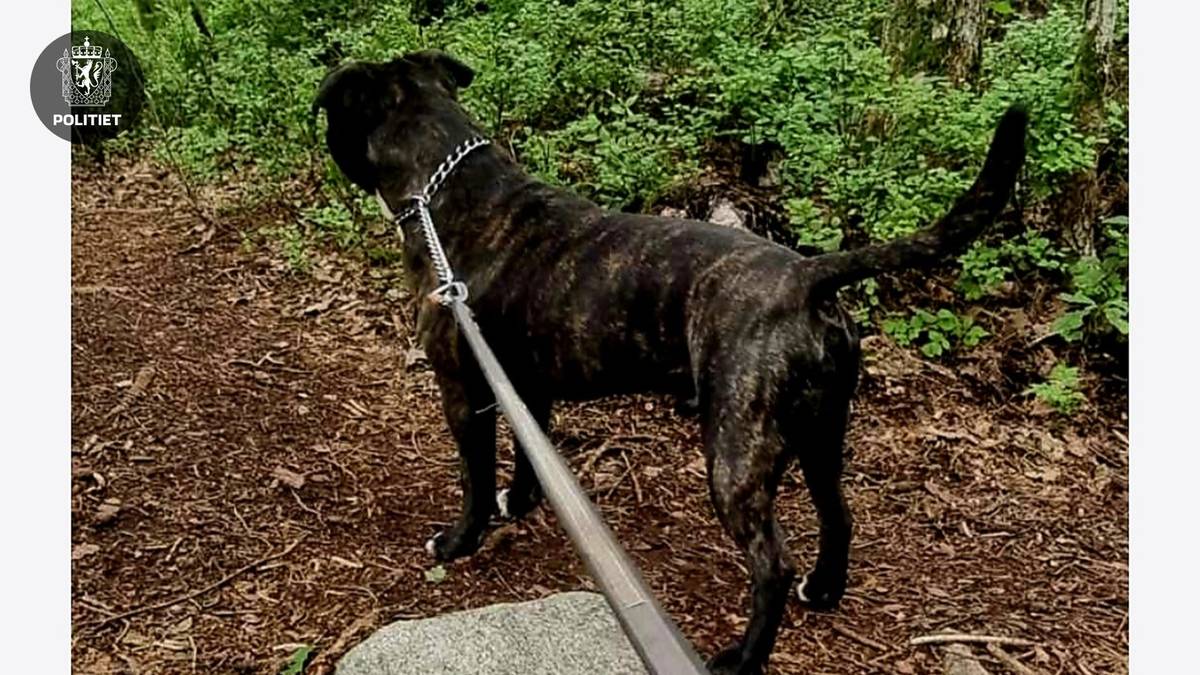 Etterlyser hundeeier