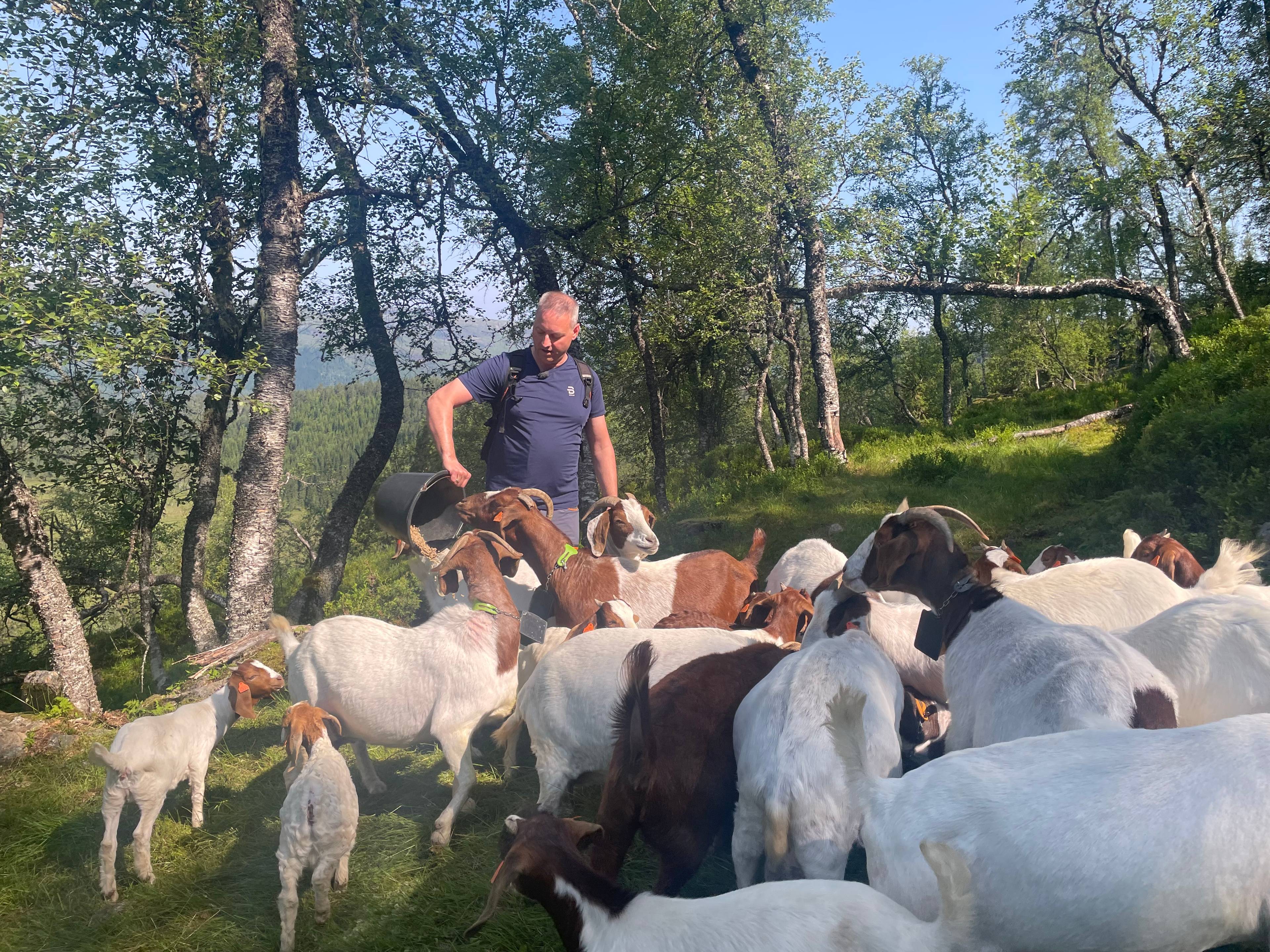 bonde gir mat til geitene sine ute