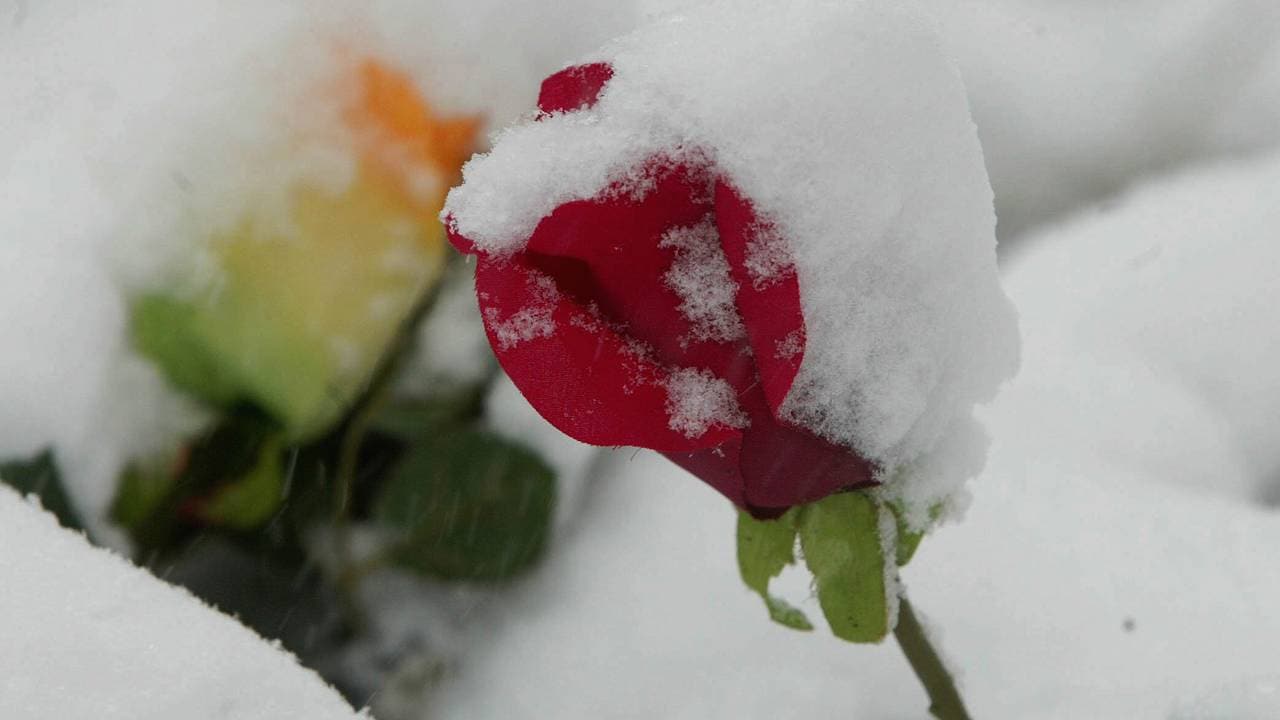 Blomst vinter anke Baneheia