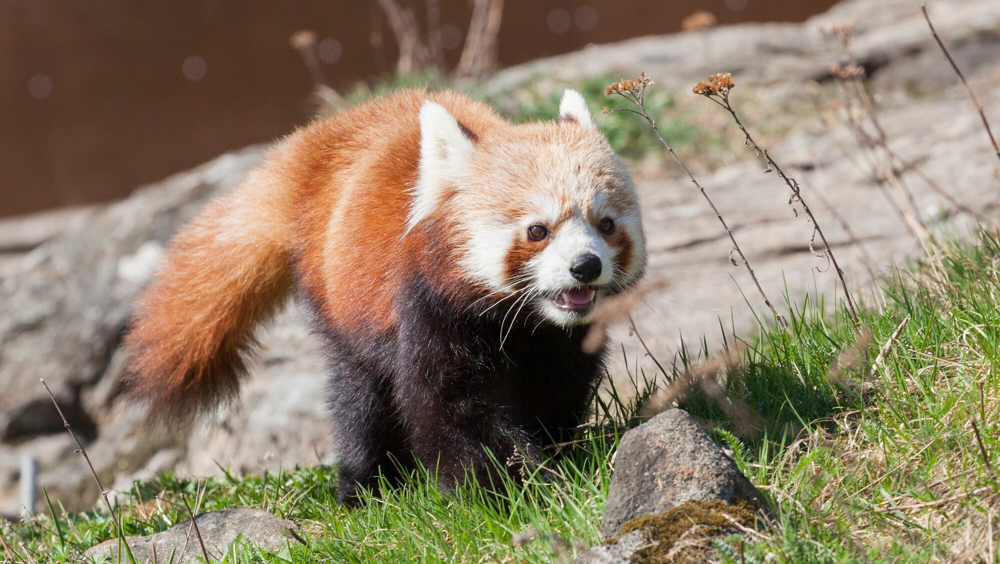 Rød panda på rømmen – NRK Sørlandet – Lokale nyheter, TV og radio