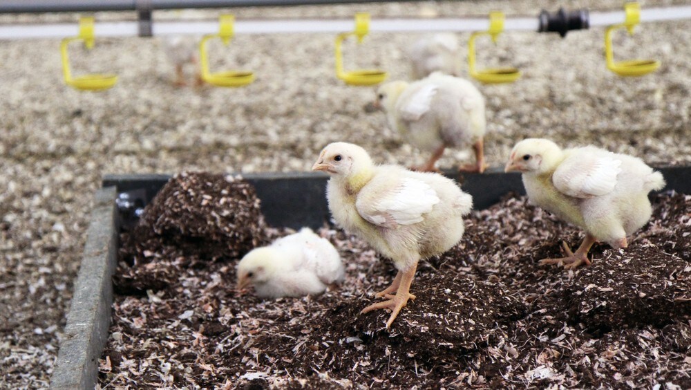 Bytter ut 14 millioner kyllinger av hensyn til dyrevelferden