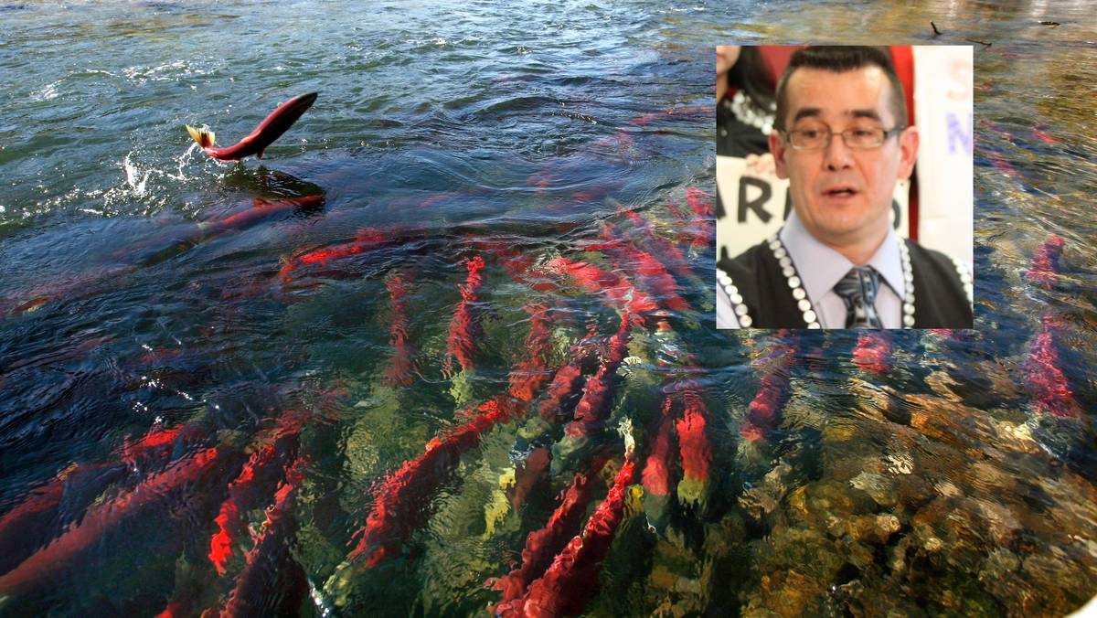 Fears of extinction of wild salmon – NRK Sápmi