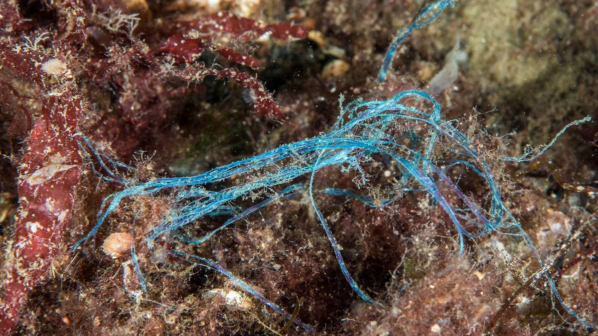 Kritisk trua artar på havbotnen femdobla