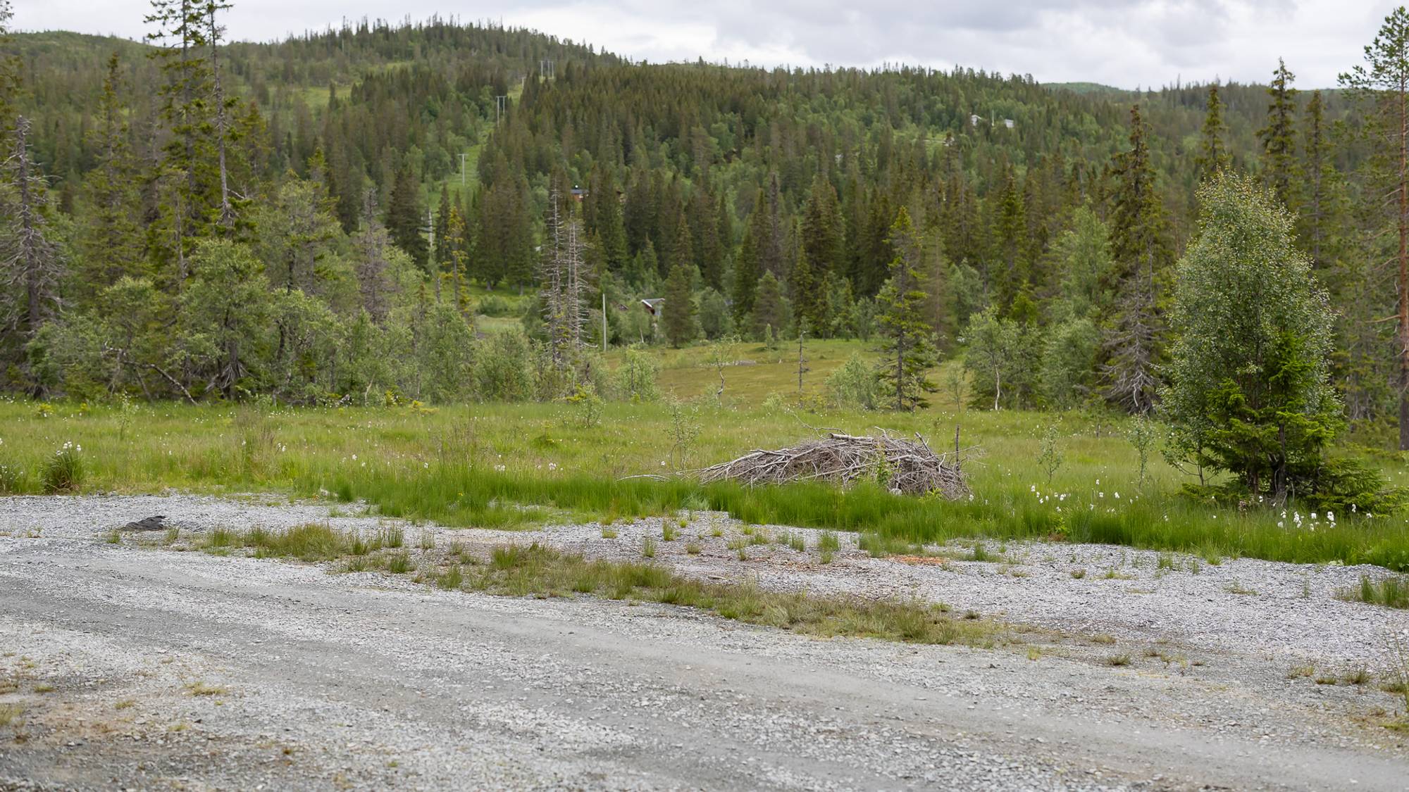 En parkeringsplass langs en grusvei. Vi ser skog og myr utenfor parkeringsplassen