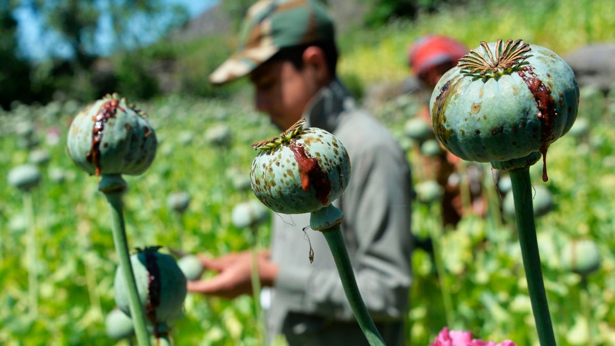 Opiumdyrking øker under pandemien