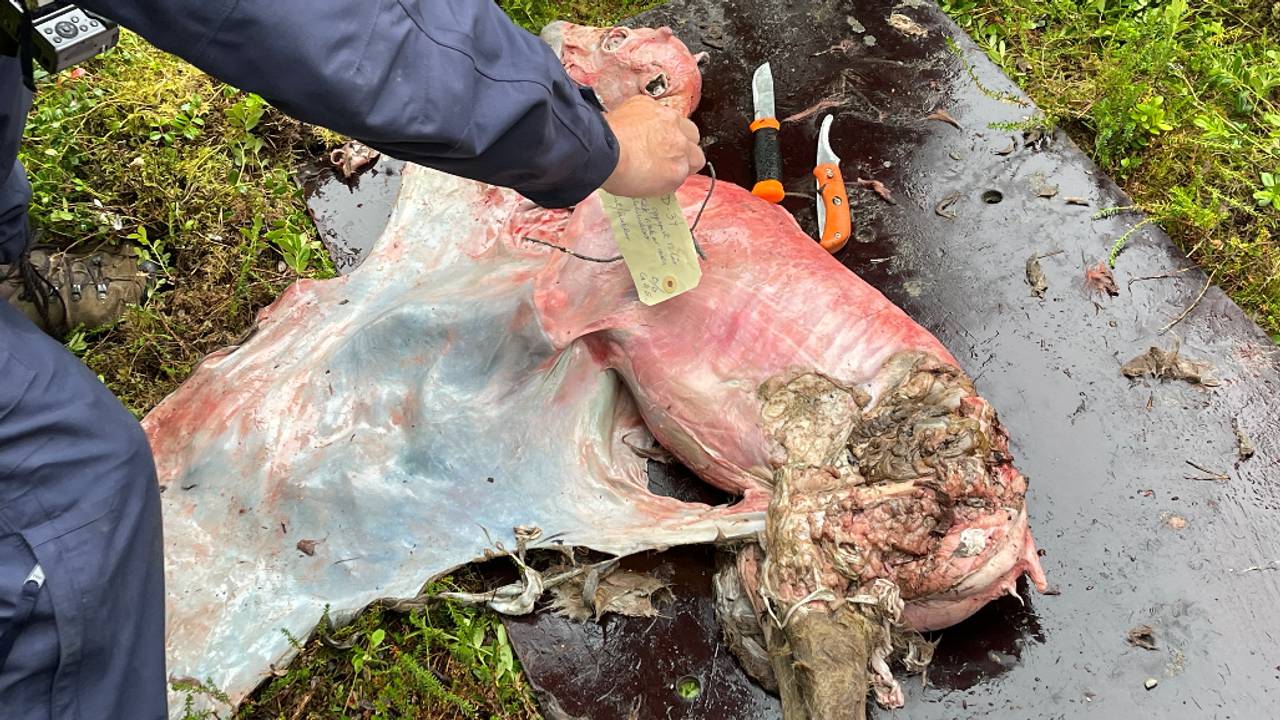 Reinkadaver funnet i Ábborašša reinbeitedistrikt