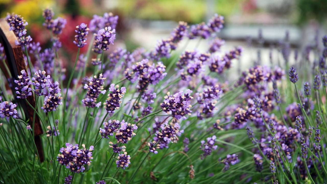 Lavendel