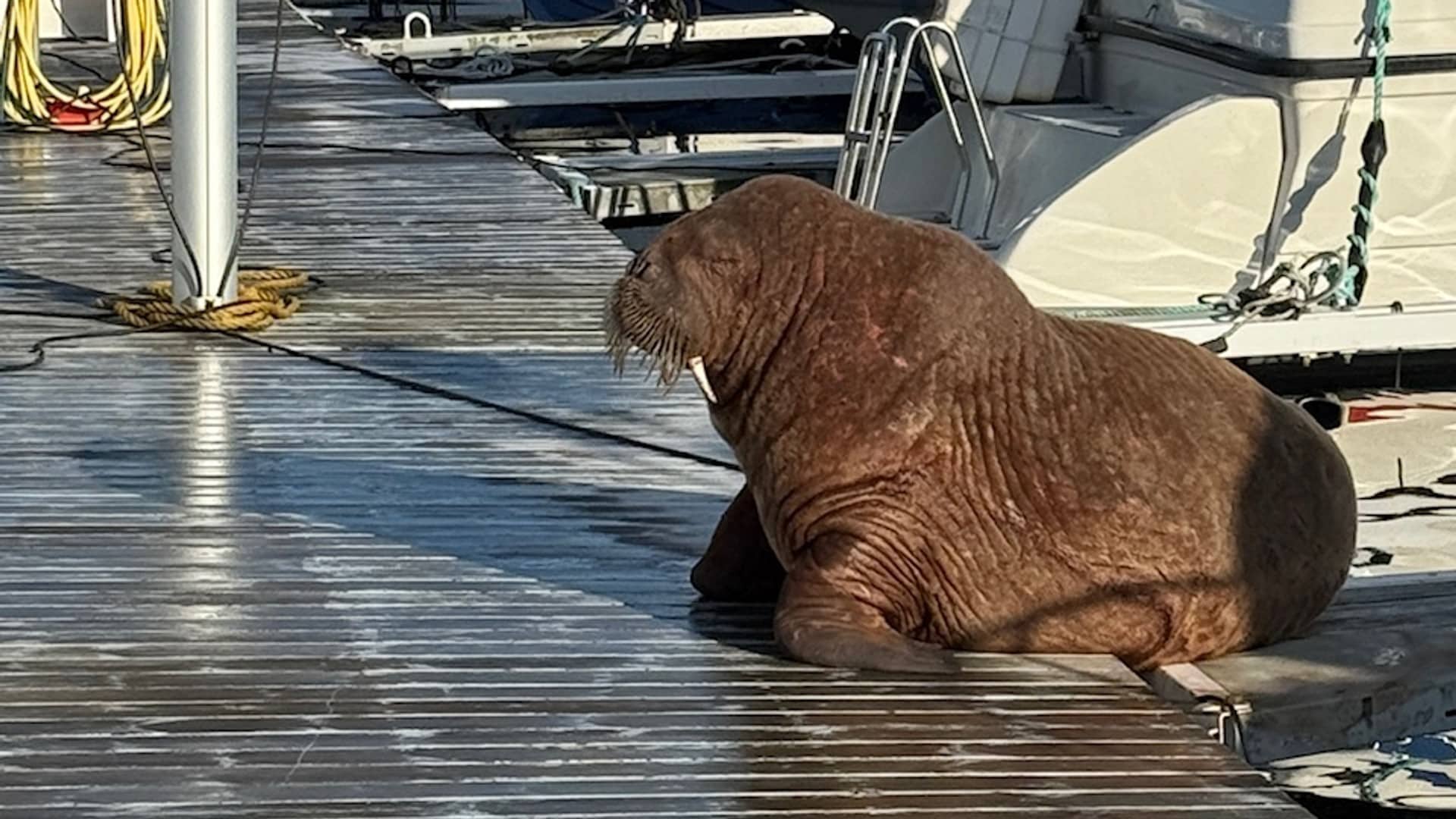 Oppdaga kvalross på kaia i Kristiansund: – Det er ikkje daglegdags