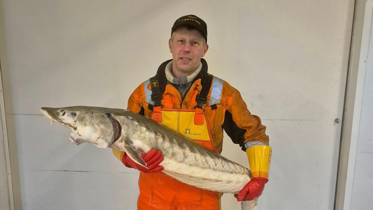 Forhistorisk utrydningstruet fisk dukket opp: – Ser snål ut