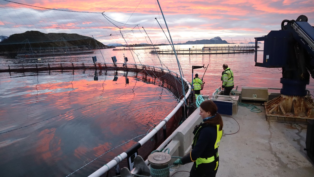 Mattilsynet fant råtten fisk: 200.000 torsk døde ved oppdrettsanlegg