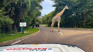 Team Bachstad sjekker ut om diamanter er også deres beste venn. De møter utfordringer i et sumpområde og Hotel Livingstones egen giraff.