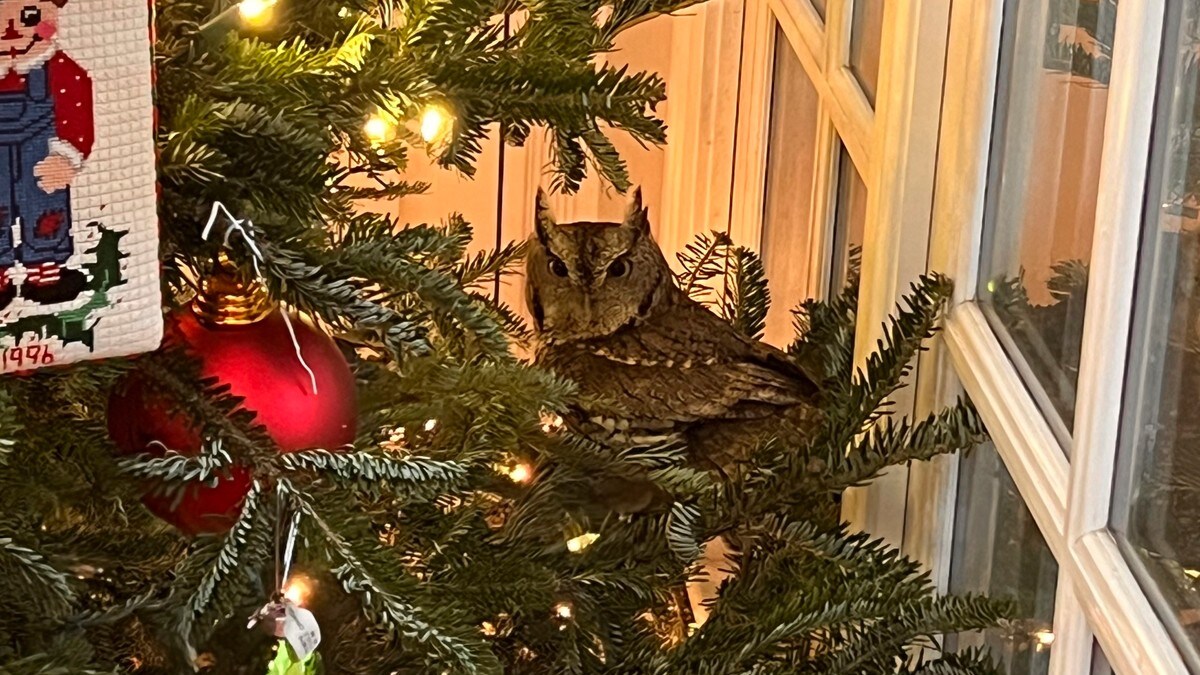 Se hvem som gjemte seg i juletreet