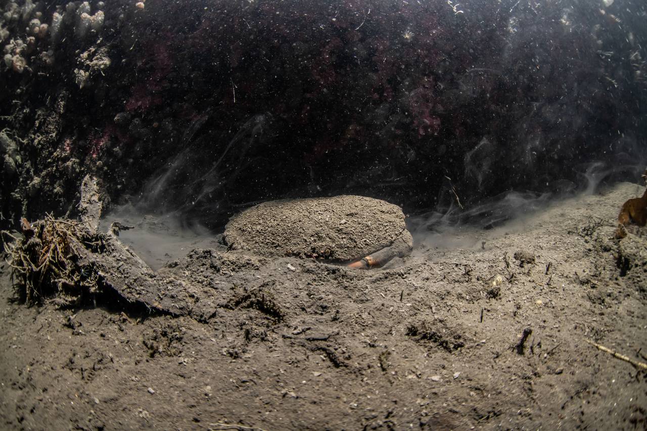 Taskekrabbe i Jøssingfjorden er dekket av brune partikler