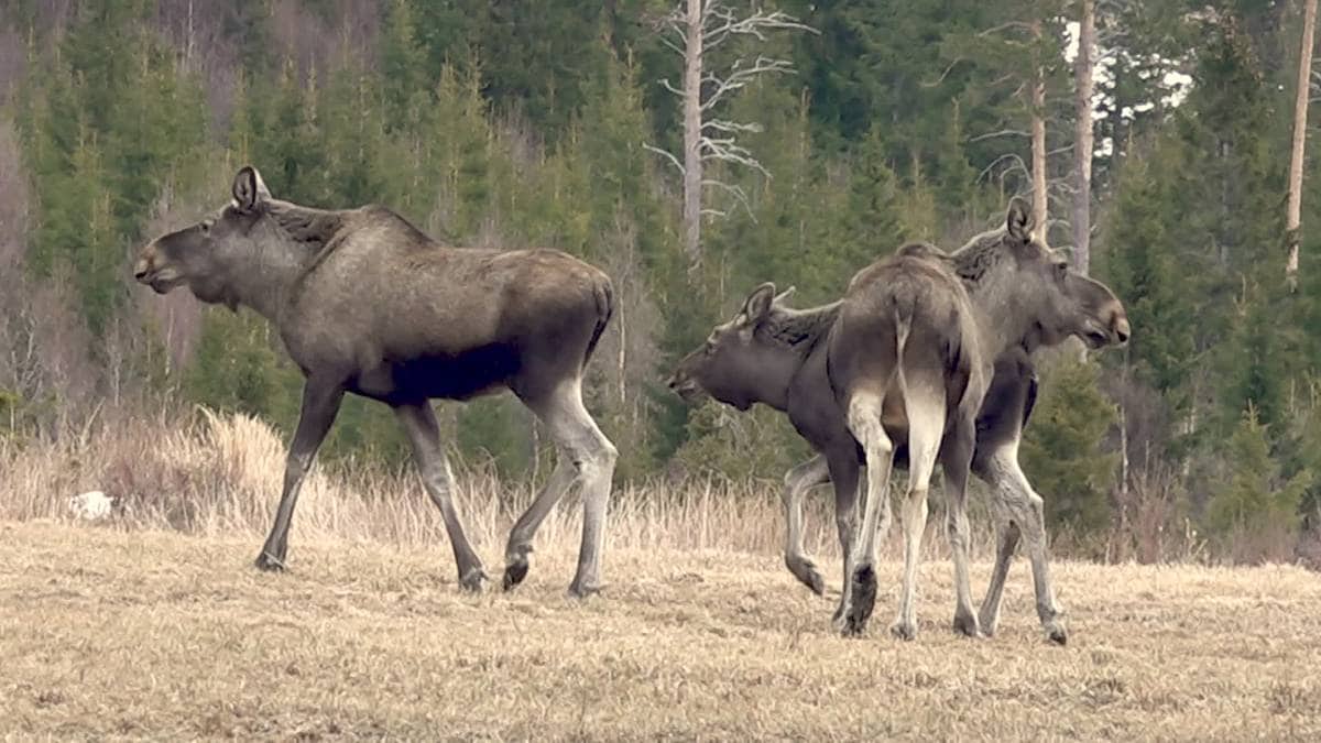 Bekymret for elgen i Froland