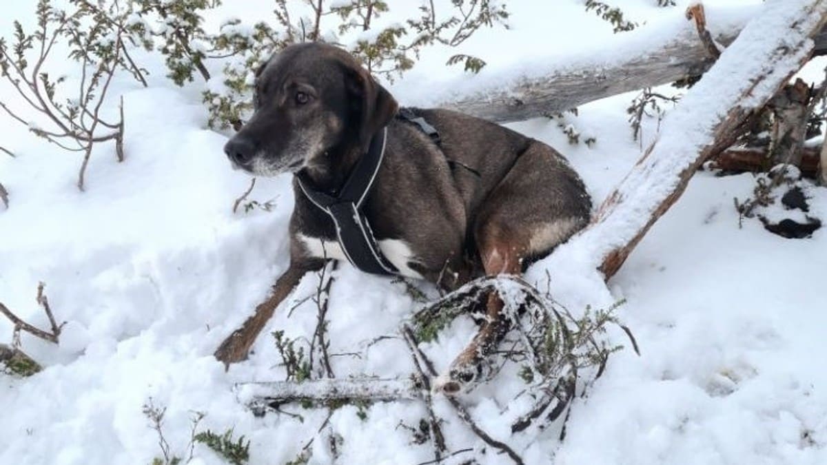 Hunden Tuva ble fastklemt i ulovlig fotsaks: – Det er galskap å gjøre noe slikt
