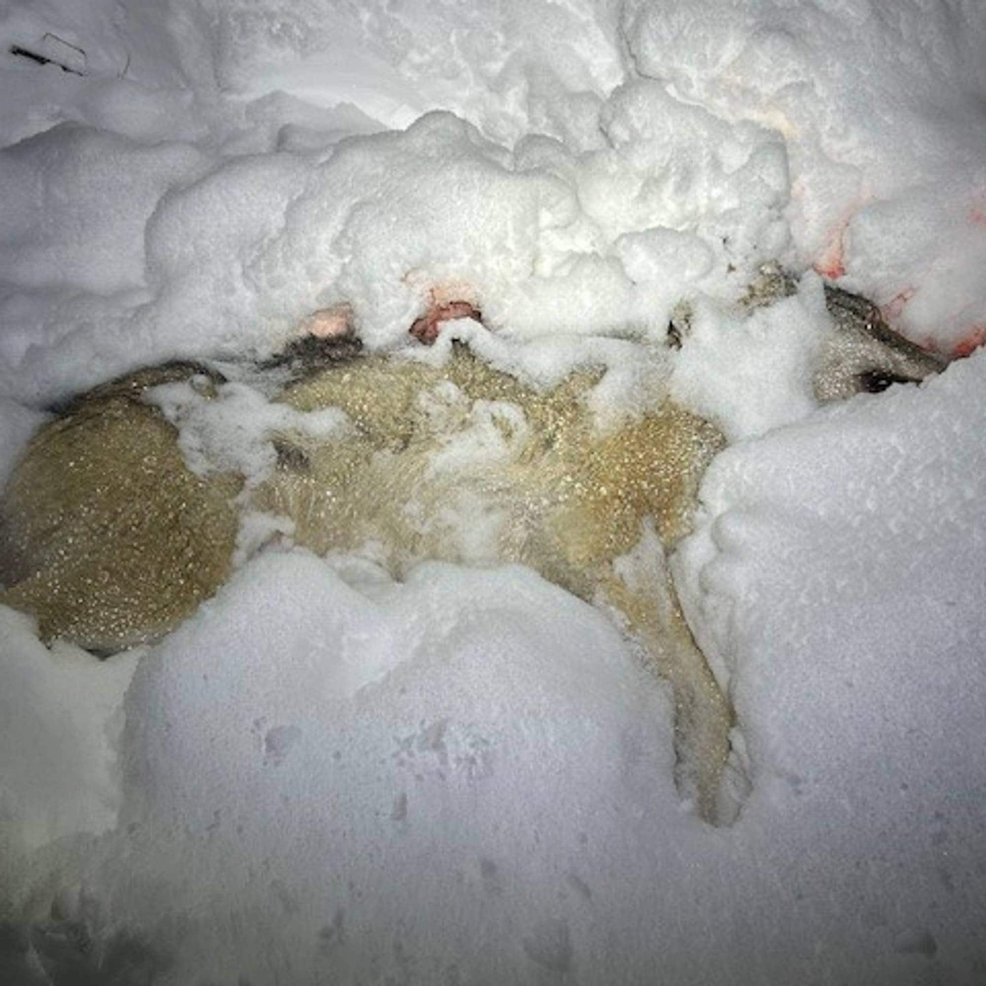 Bildet viser en delvis nedsnødd ulvetispe. 
