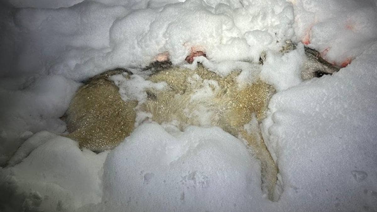 Tiltalt i ulvesaken: – Skjøt et dyr som lignet en schæfer