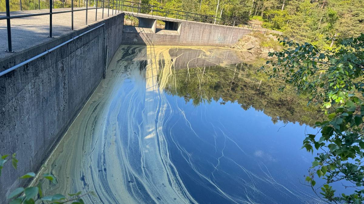 Moderat spredning av bjørkepollen i Agder