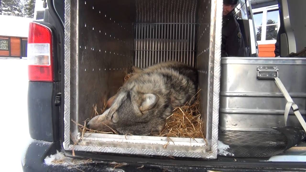 Elgåulven bedøvd liggende i et bur i en bil på veg til Kongsvinger