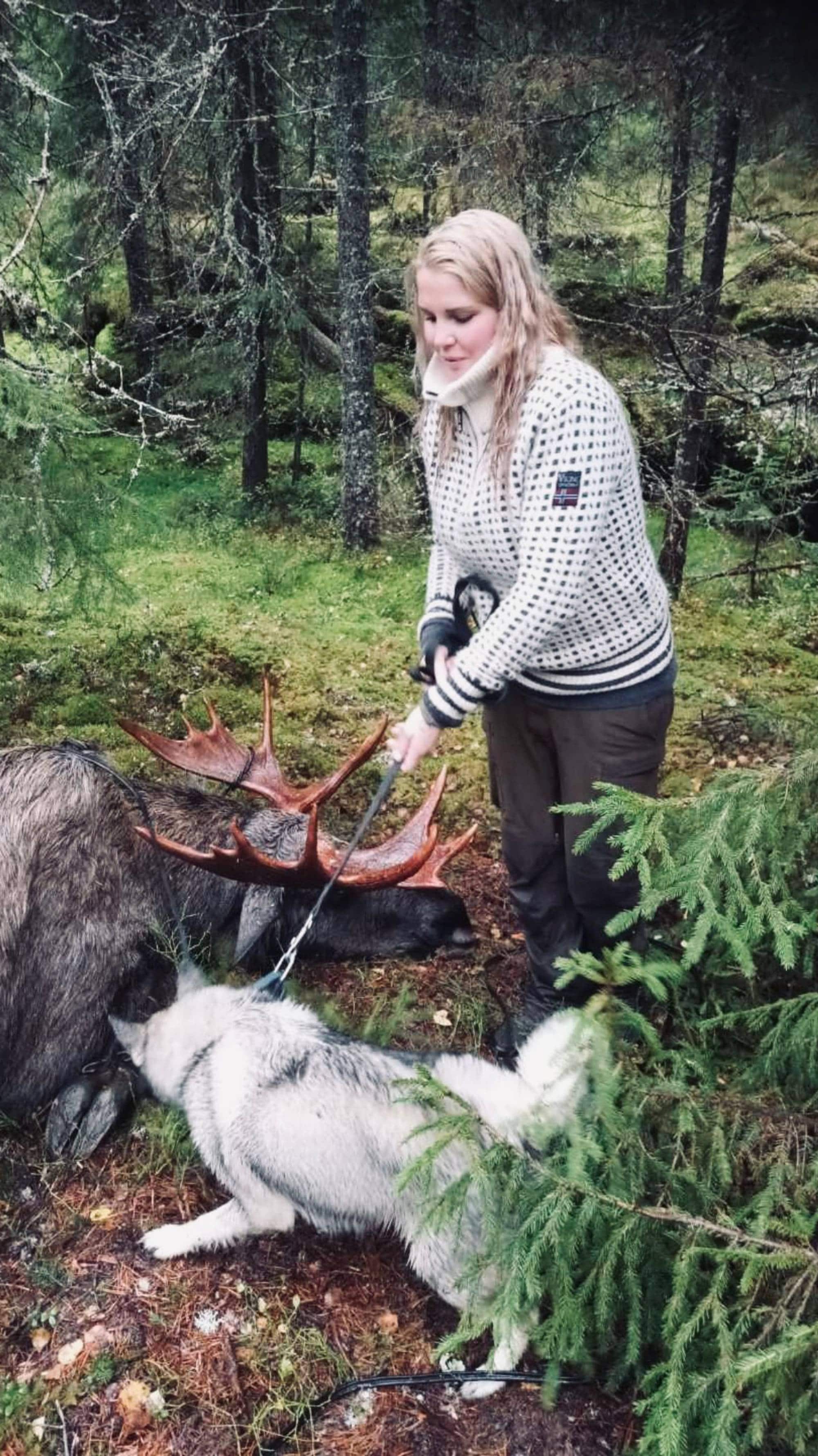 Elghund på jakt og en elg og en jeger