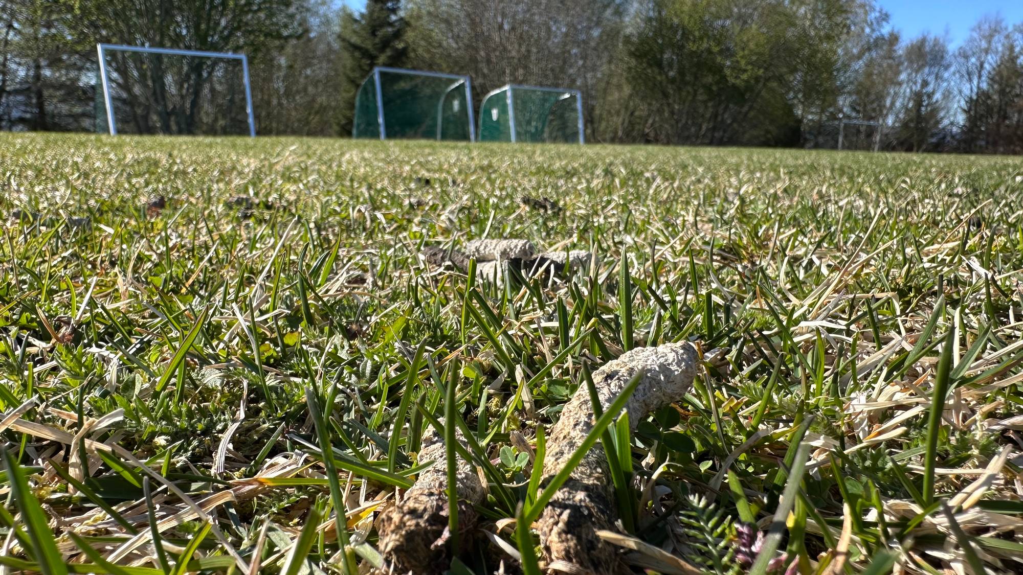 Skit fra gås på en fotballbane i Inderøy