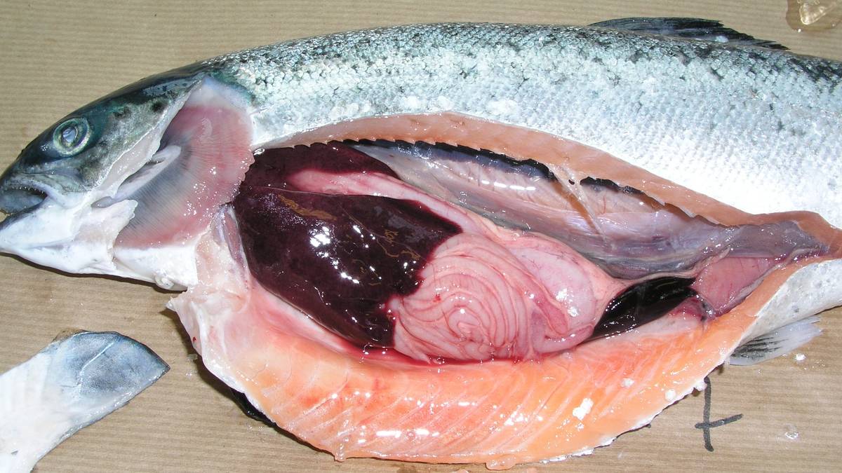 Sykdomsutbrudd i Nordland og Troms: – En alvorlig situasjon