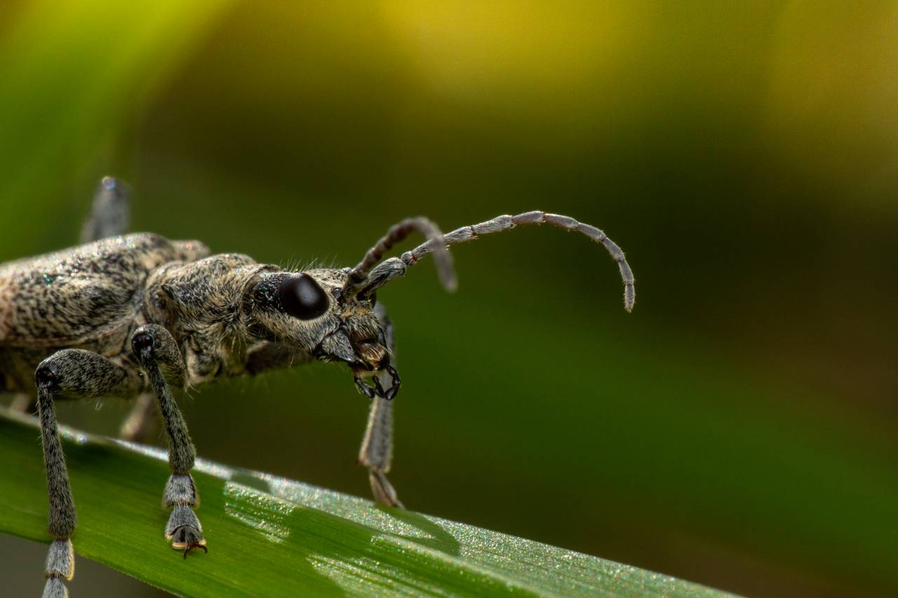Nærbilde av billen som vaier på et gresstrå. Den har store utstående øyne og lange antenner.