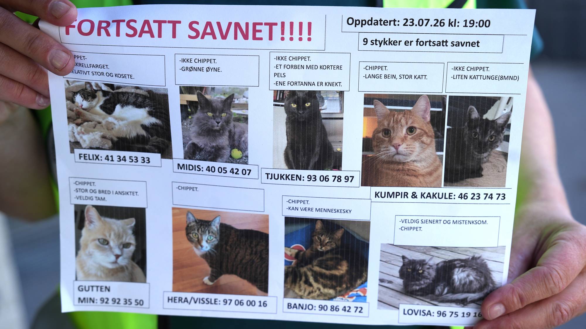 En plakat med bilder av katter.