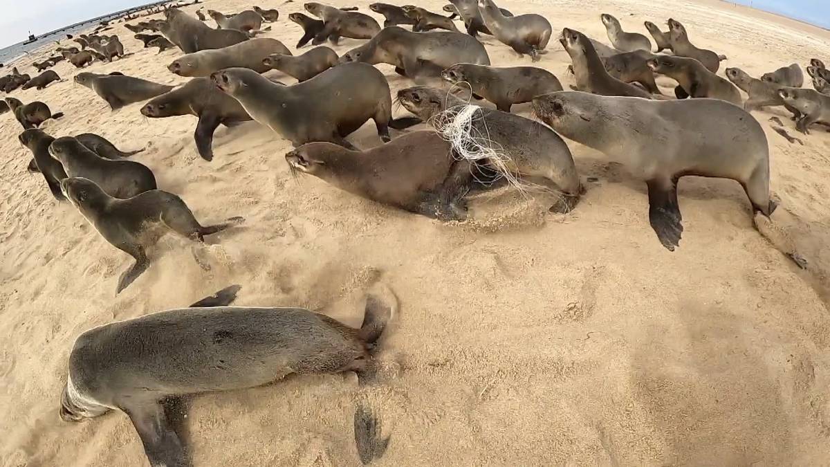 Plastforsøplingen i Afrika: – Akutt for selene