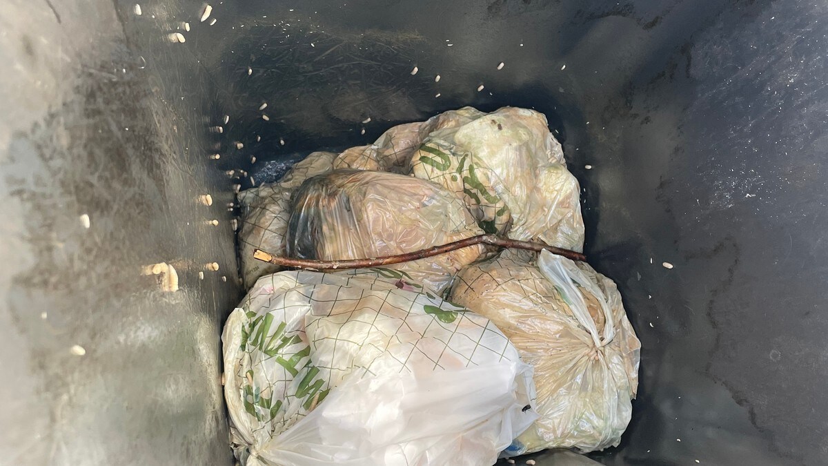Fikk søpla full av fluelarver i varmen: – Kona nekter å gå ut med matsøppelet