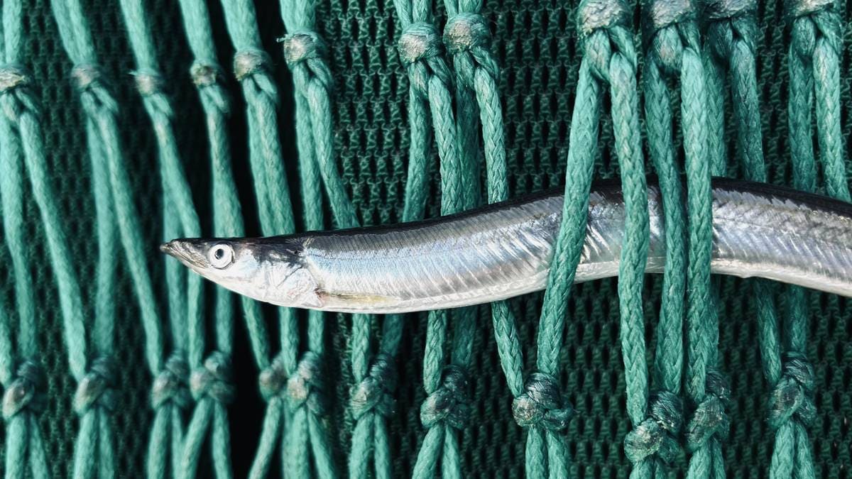 Krisetall for viktig «nøkkelart» i Nordsjøen – anbefaler nullfiske