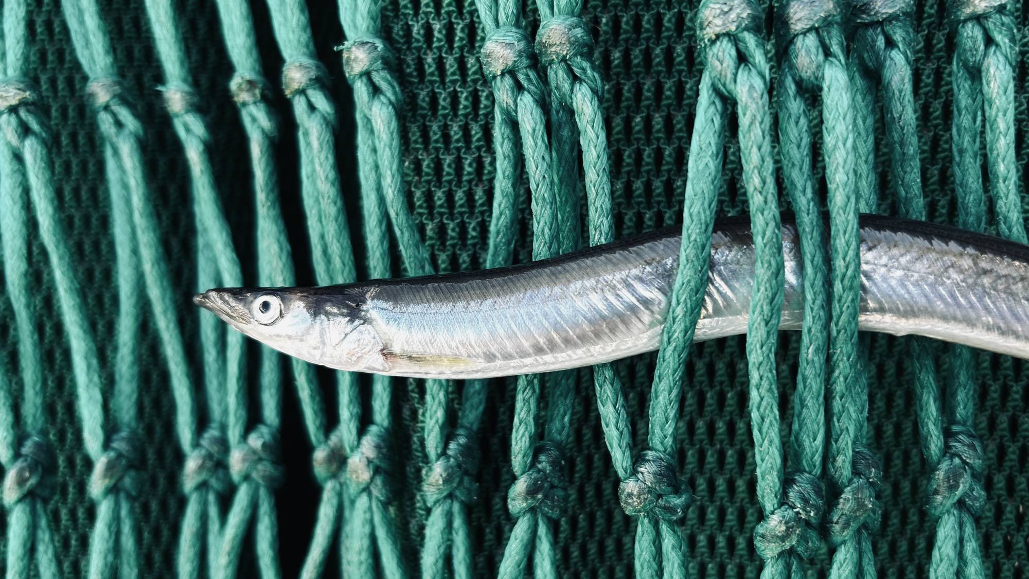 Smal fisk i grønt nett 