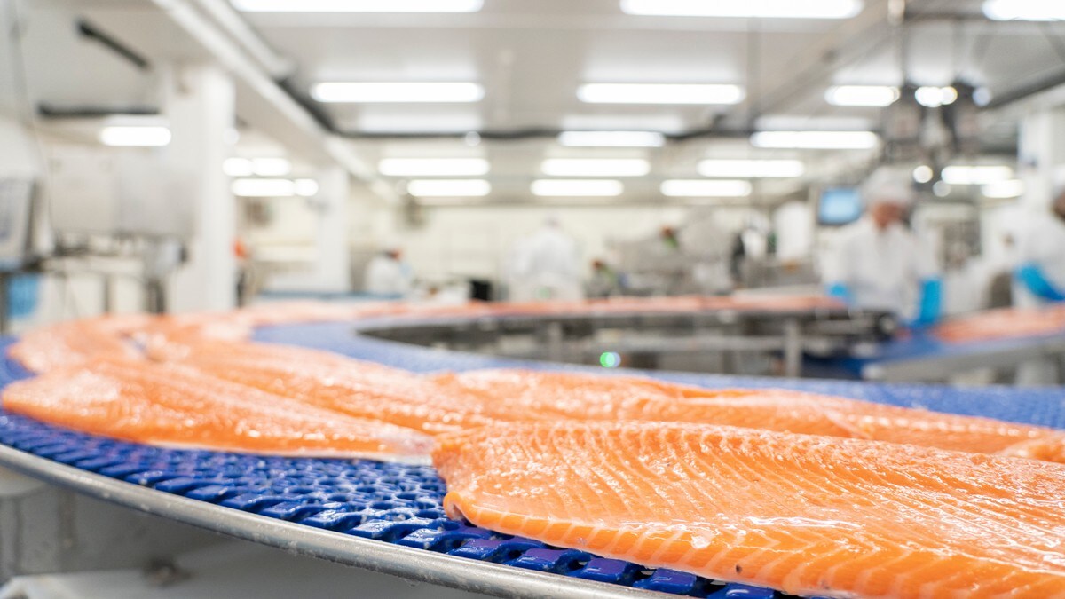 Rekordår for norsk sjømateksport: – Me har aldri ete mindre fisk enn i dag