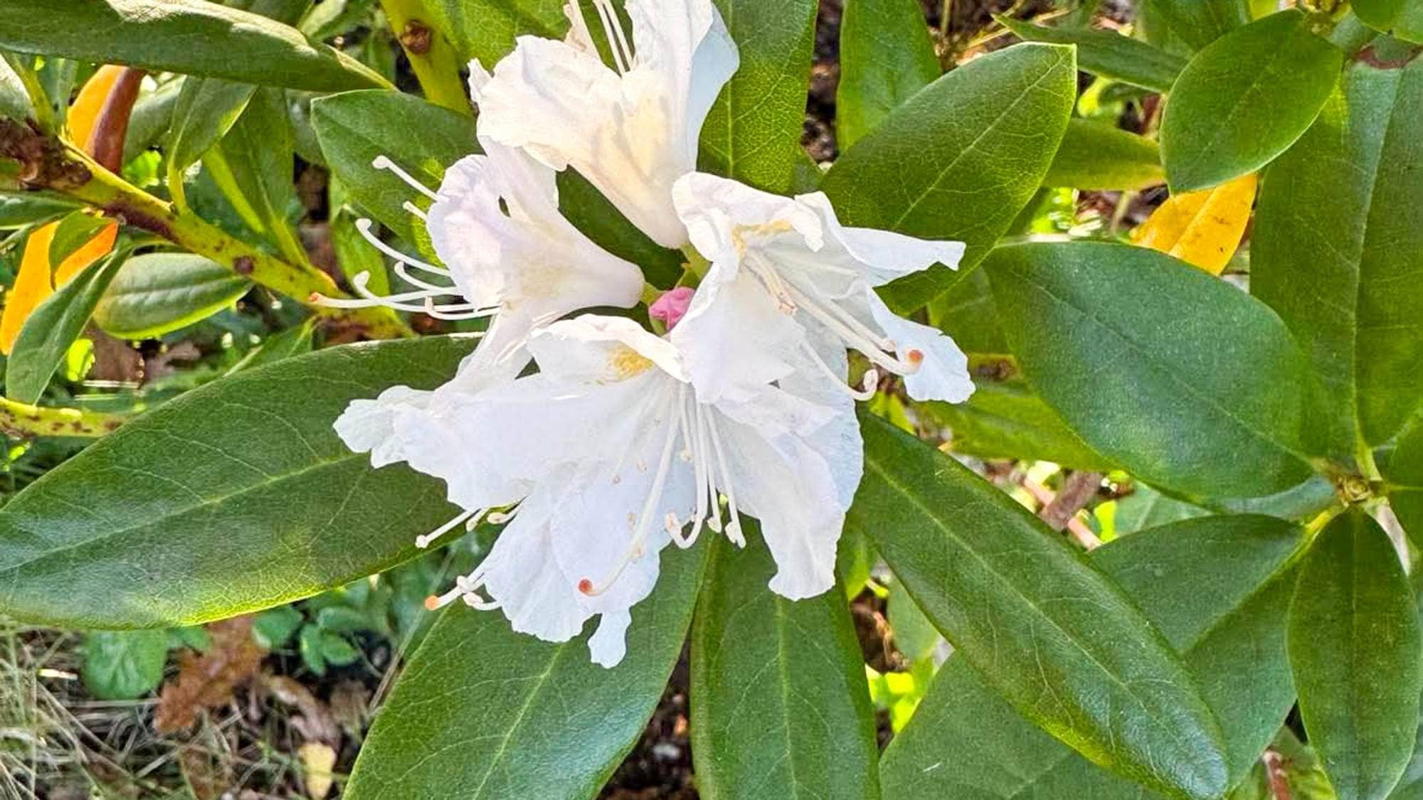 En hvit rohdodendron i full blomst blant grønne blader