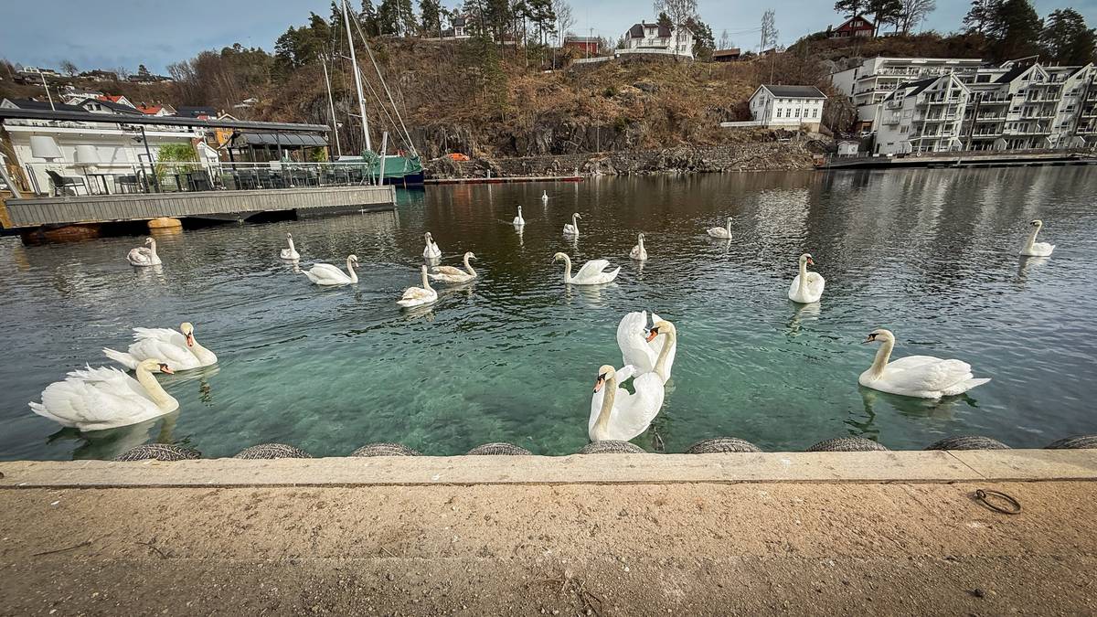 Foreslår midlertidig forbud mot fuglemating