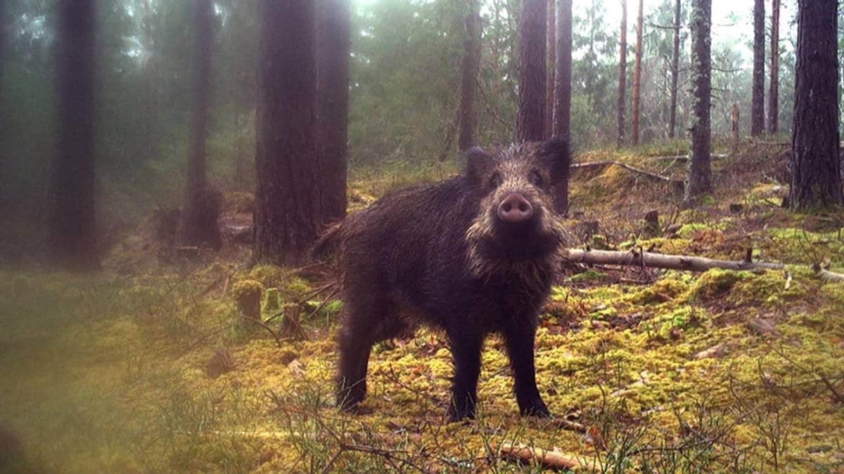 Vil utrydde villsvin – talet held seg stabilt