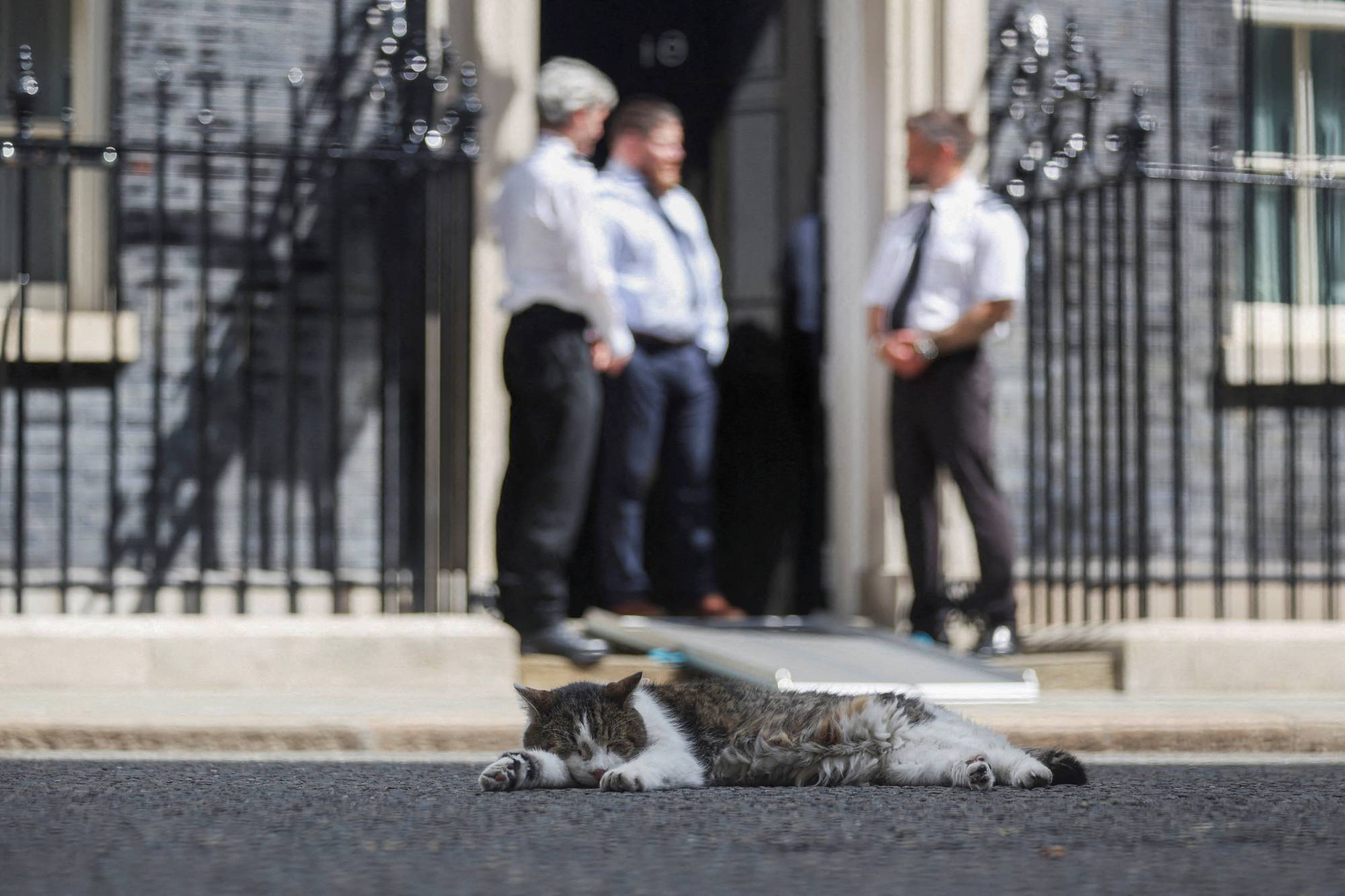 En hvit og gråbrun katt ligger på asfalten foran statsministerboligen i England. Bak står tre personer i uniform. 
