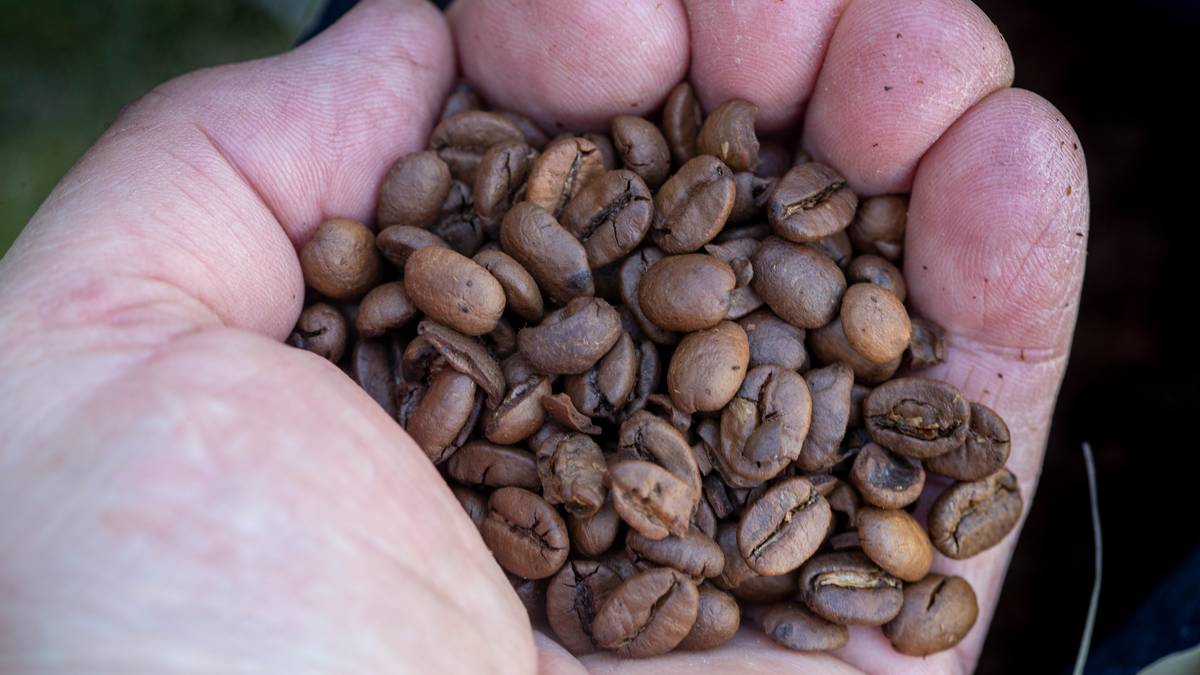 Kaffe blir billigere – kan ta måneder før det merkes i Norge