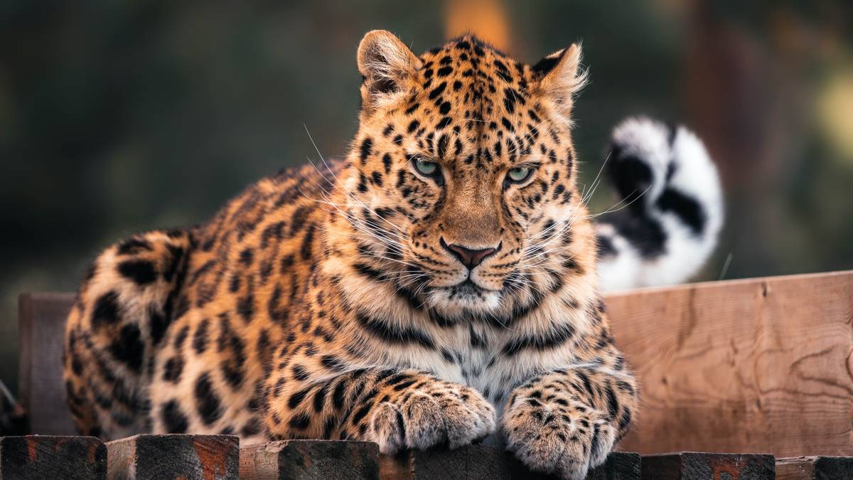 Tinder for leoparder: Bjørneparken matchet Zino med amerikansk dame