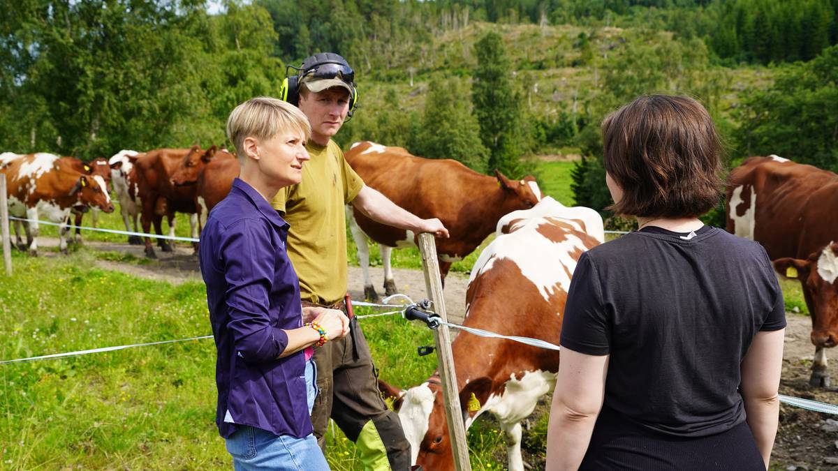 Høye temperaturer er krevende for kyr – kan gå ut over melkeproduksjonen