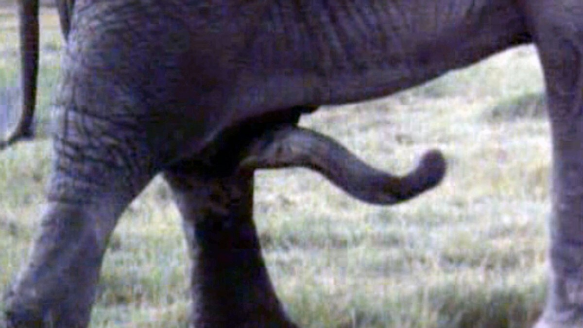 stor elefant penismoden Porn Tubes HD