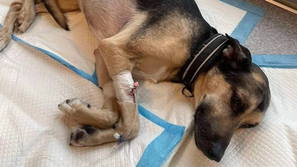 Veterinær advarer: Flere hunder med blodig diaré og oppkast