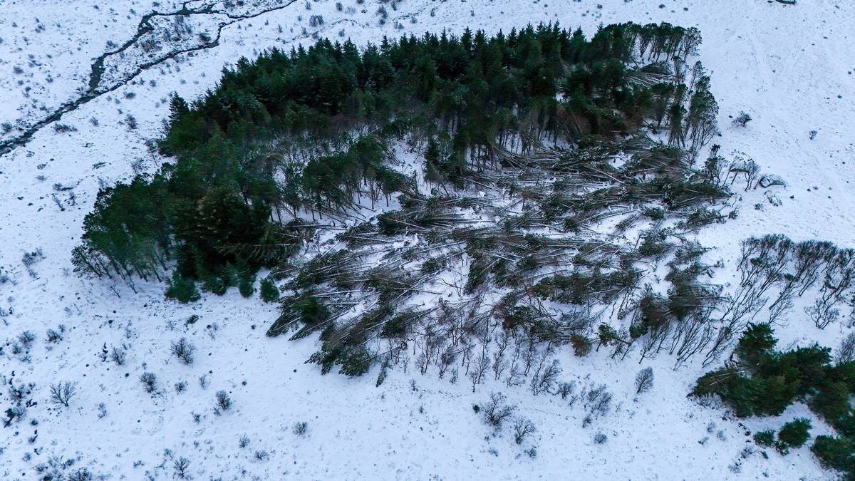 Uværet har rasert skogen: – Absolutt ikke trygt å ferdes der nå