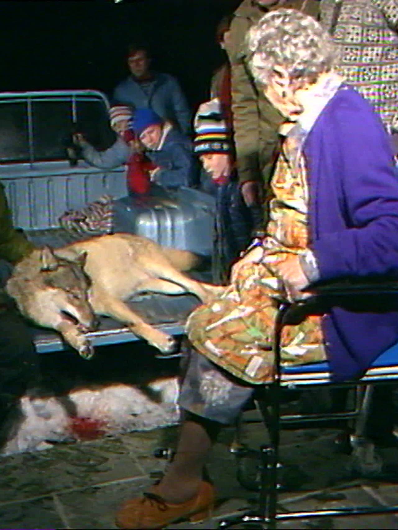 Ulv skutt Vegårshei 1984 råstoff