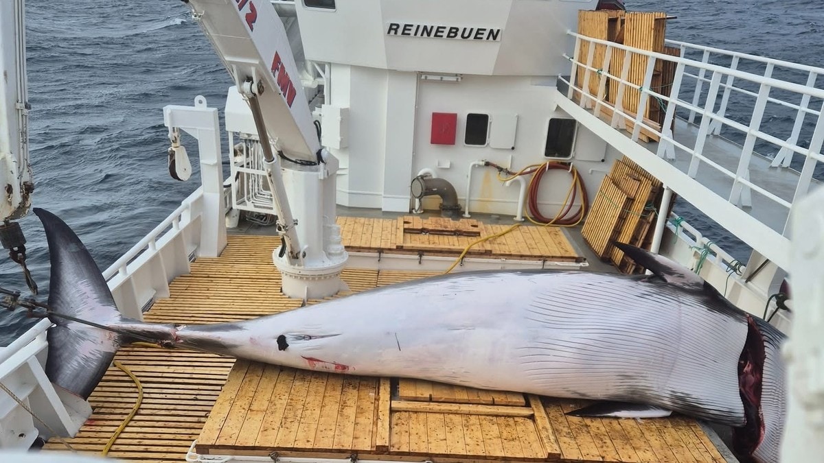 Norges R&aring;fisklag: 45 v&aring;gehval fangstet s&aring; langt i &aring;r