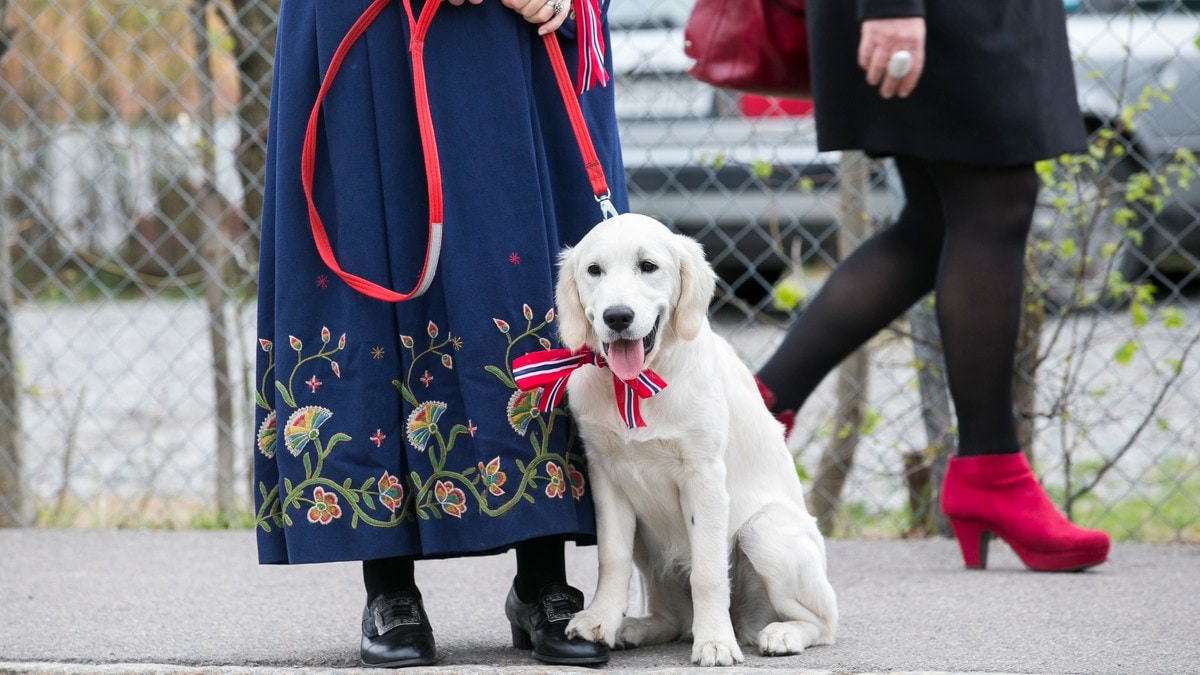 Gi hunden en rolig 17. mai