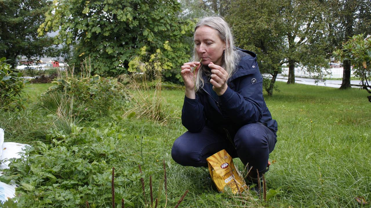 Aud smakar på groblad