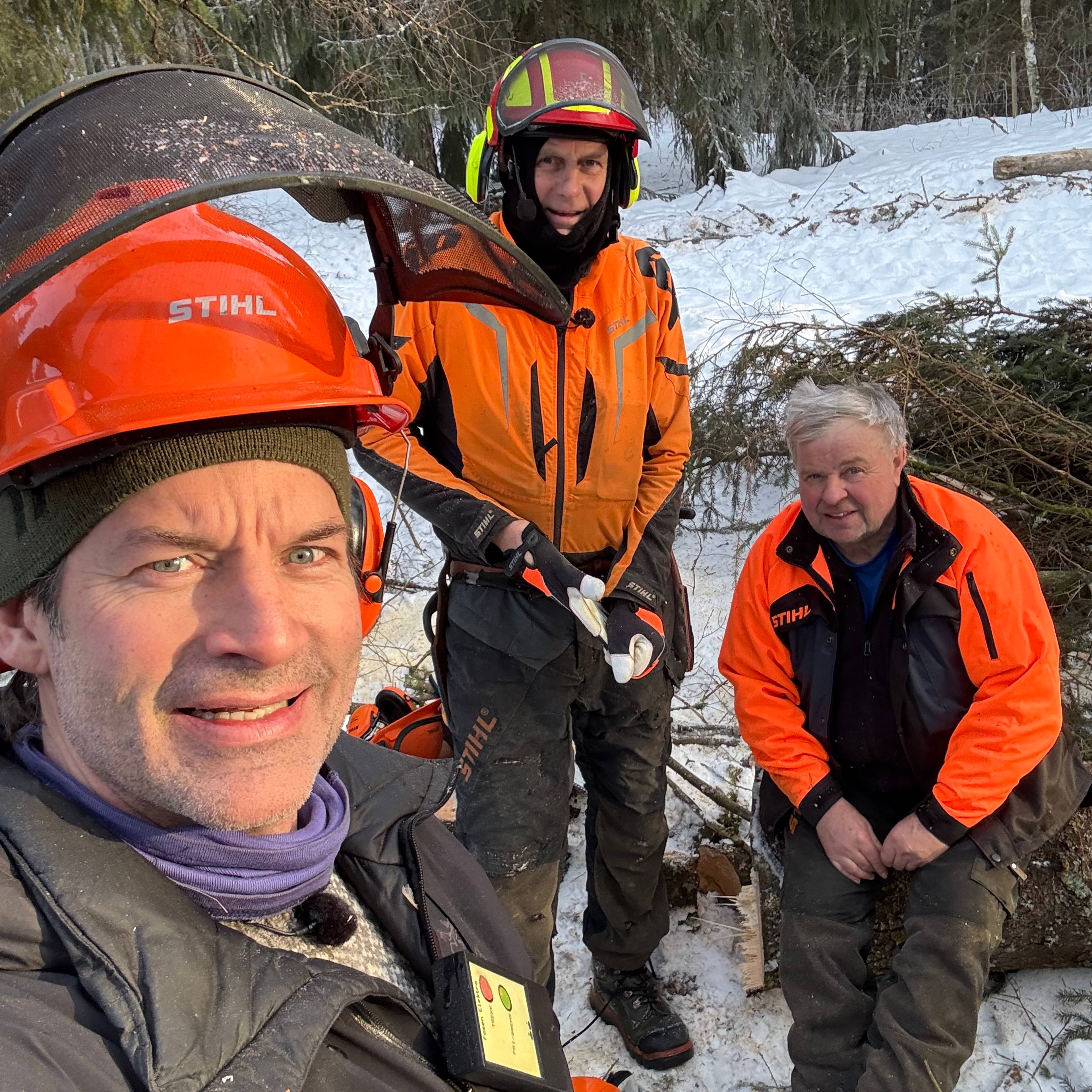 Tre menn er ute i en skog for å felle tre. De har på seg oransje-farget verneutstyr.