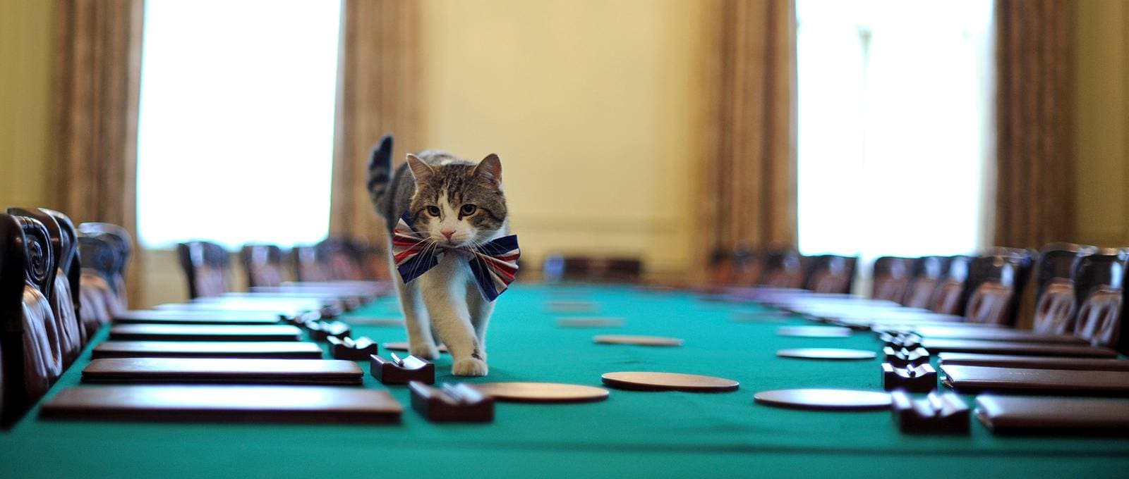 Larry the cat sitting on a large wooden table in a formal room in 10 Downing Street.