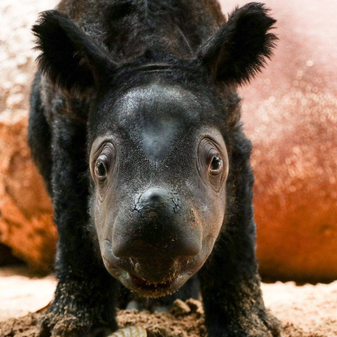 Sumatra-neshorn født i Indonesia. 